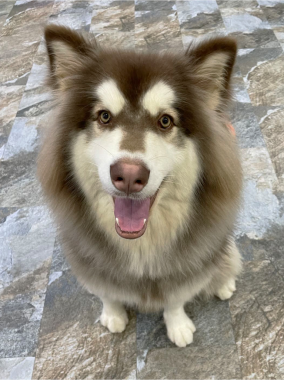 Oyuncağıyla büyük Alaska Malamute köpeği. Kameraya bakıp gülümse. Hayvan bakımı konsepti. Şirin tüylü köpek, yakın plan fotoğraf..