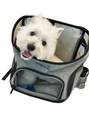 Seyahat gemisinde oturan beyaz teriyer köpeği, seyahat köpeği. Gülümse köpek..