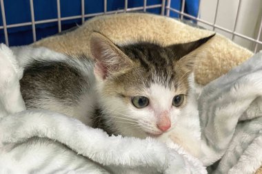 Kürk battaniyesinde uyuyan sevimli kedi yavrusu. Mutlu Sevimli Kedi Evcil Hayvanı kavramı. Uluslararası Kedi Günü.