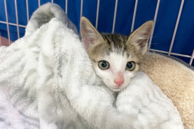 Kürk battaniyesinde uyuyan sevimli kedi yavrusu. Mutlu Sevimli Kedi Evcil Hayvanı kavramı. Uluslararası Kedi Günü.