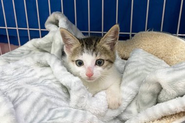 Kürk battaniyesinde uyuyan sevimli kedi yavrusu. Mutlu Sevimli Kedi Evcil Hayvanı kavramı. Uluslararası Kedi Günü.