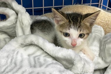 Kürk battaniyesinde uyuyan sevimli kedi yavrusu. Mutlu Sevimli Kedi Evcil Hayvanı kavramı. Uluslararası Kedi Günü.