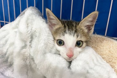 Kürk battaniyesinde uyuyan sevimli kedi yavrusu. Mutlu Sevimli Kedi Evcil Hayvanı kavramı. Uluslararası Kedi Günü.