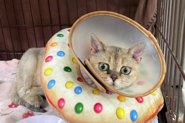 Yaka konisi takan kedi yaralanmadan korunuyor. Detaylı doku. Elizabeth dönemi plastik yakalı kedi ya da külah tasmalı kedi gözünü kaşımasını engeller.