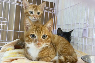 Kırmızı kedi yavrusu. Sevimli küçük kızıl kedi yavrusu, kürk battaniyesinde uyuyor.