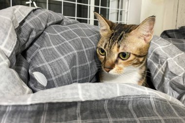 Kızıl kedi evde yatakta yatıyor. Bengal kedisi dinleniyor