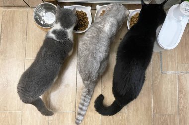 Bowl Pet Food 'daki Shorthair Cat' in Kapanışı. Siyah gri kedi yavrusu