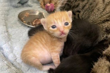 Kapalı alanda anne kediden süt emen kedi yavrularının yakın çekimi. Evcil hayvanlar. Kediler.