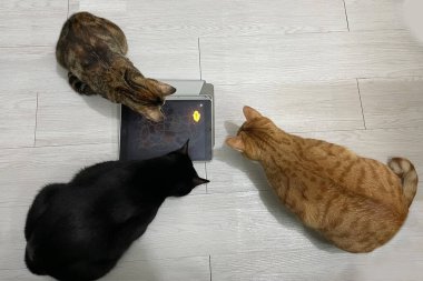 Tablette oyun oynayan üç kedi ve kedi yavrusu. en üstteki görünüm