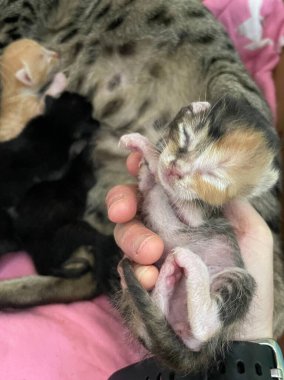 Dişi ellerde yeni doğmuş bir kedi yavrusu 