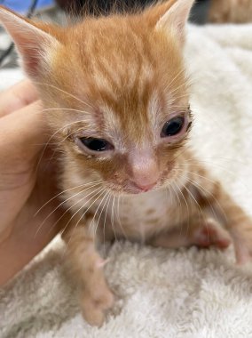 Küçük hasta bir kedi yavrusu. Hasta ve hasta yavru kedi ve gözleri boşalıyor.