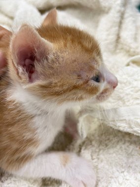 Küçük hasta bir kedi yavrusu. Hasta ve hasta yavru kedi ve gözleri boşalıyor.