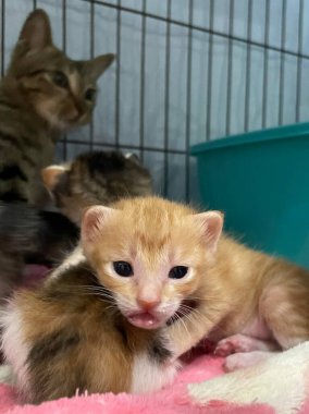 Yeni doğmuş bir kedi yavrusu kafese tıkılmış, huzur içinde yatıyor. Yeni doğmuş kedi yavrusu diğer yeni doğmuş kediyle uyuyor.