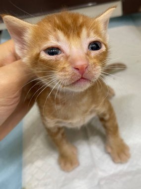 Küçük hasta bir kedi yavrusu. Hasta ve hasta yavru kedi ve gözleri boşalıyor.