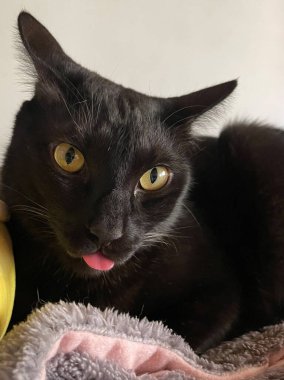 Komik siyah kedi dilini çıkartıyor.