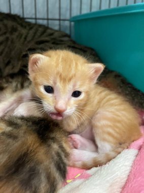 Yeni doğmuş bir kedi yavrusu kafese tıkılmış, huzur içinde yatıyor. Yeni doğmuş kedi yavrusu diğer yeni doğmuş kediyle uyuyor.