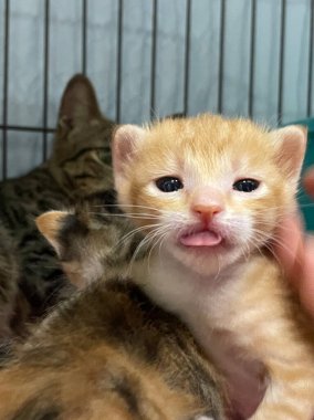 Yeni doğmuş bir kedi yavrusu kafese tıkılmış, huzur içinde yatıyor. Yeni doğmuş kedi yavrusu diğer yeni doğmuş kediyle uyuyor.