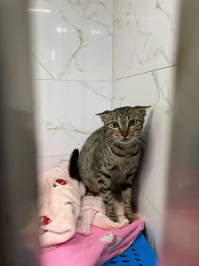 Sevimli Kedicik Evlat Edinmeye Hazır. Bu kedi, sevgisini ve çekiciliğini paylaşmak için sonsuza dek ev arıyor.