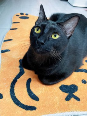 Siyah kedi gri bir halıya uzanıyor, dinleniyor ve yıkanıyor.,