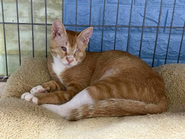 Terk edilmiş hayvanların sorunu. Kedide deri hastalığı. Kafeste hasta bir kedi yavrusu