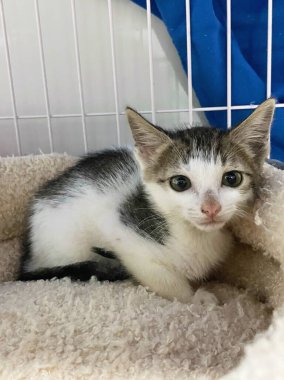 Kedi barınağındaki kafeste küçük sevimli kedi yavrusu. Kedi bebek kafeste ağlıyor..