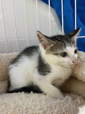 Kedi barınağındaki kafeste küçük sevimli kedi yavrusu. Kedi bebek kafeste ağlıyor..