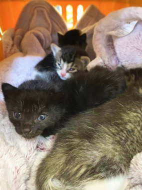 Portatif kafesteki sevimli kedi. Bebeğim, yavru kedi olarak kal.