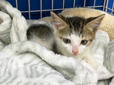 Kedi barınağındaki kafeste küçük sevimli kedi yavrusu. Kedi bebek kafeste ağlıyor..