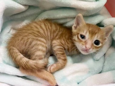 Gözleri ağrıyan sevimli kedi yavrusu. Hasta kedi gözleri. Sulama gözlü bir hayvan. Evcil hayvanlar ve evcil hayvanlar veteriner konsepti. benimse