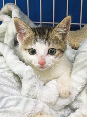 Kedi barınağındaki kafeste küçük sevimli kedi yavrusu. Kedi bebek kafeste ağlıyor..