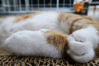 Bir kedinin elinin makro mercekle fotoğrafını çekmek. Bir kedinin pençesine yakın çekim