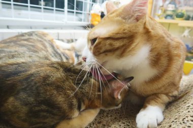 İki kırmızı çizgili kedi arasındaki hassas etkileşim anları. İki kedi birbirlerinin patilerini, yüzlerini ve kucaklaşmalarını sağlarlar. Aile bağlarının sıcaklığı ve samimiyeti. Dostluk sevgili hayvanlarımız