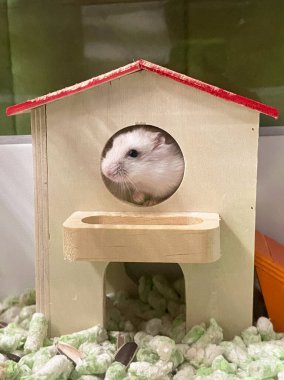 Odunlukta sevimli hamsterlar