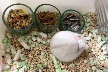 Beyaz hamster. Küçük bir ev. Öne bakan sevimli bebek hamster. hamster yemek yiyor.