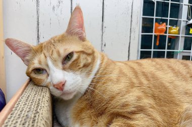 Turuncu ve beyaz tekir kedi karton bir yatakta ya da dalgalı oval pençe oyuncağında uyur.