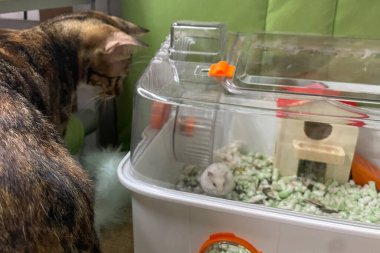 Kedi bir hamster görüyor, evcil hayvanlarla olan ilişkisi. Komik hayvanlar.