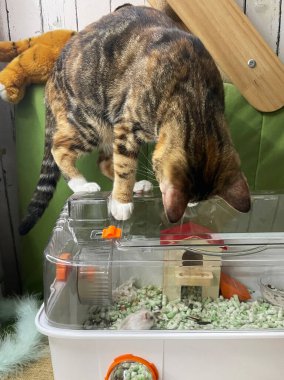 Kedi bir hamster görüyor, evcil hayvanlarla olan ilişkisi. Komik hayvanlar.