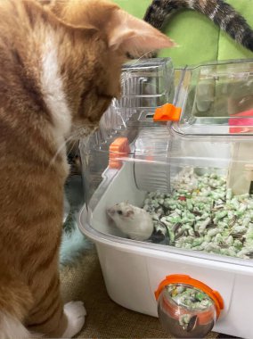 Kedi bir hamster görüyor, evcil hayvanlarla olan ilişkisi. Komik hayvanlar.