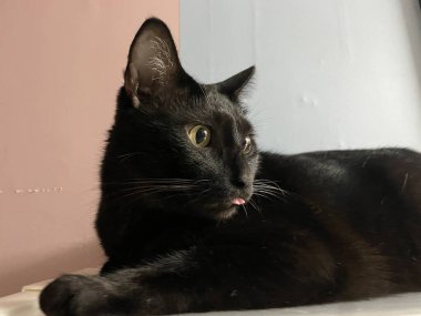 Dilini çıkarmış sevimli Kara Kedi. Tatlı diliyle komik görünüşlü siyah bir kedinin yüzü