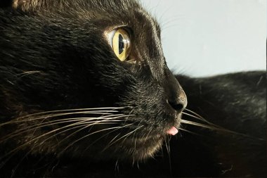 Dilini çıkarmış sevimli Kara Kedi. Tatlı diliyle komik görünüşlü siyah bir kedinin yüzü