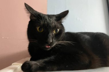 Dilini çıkarmış sevimli Kara Kedi. Tatlı diliyle komik görünüşlü siyah bir kedinin yüzü