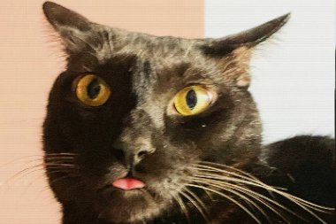 Dilini çıkarmış sevimli Kara Kedi. Tatlı diliyle komik görünüşlü siyah bir kedinin yüzü