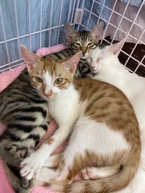 Hücredeki evsiz kedi. Hayvan barınağındaki kedi. Kafesteki üzgün kedi. Evlat edinilmeyi bekliyor