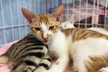 Hücredeki evsiz kedi. Hayvan barınağındaki kedi. Kafesteki üzgün kedi. Evlat edinilmeyi bekliyor