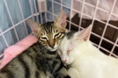 Hücredeki evsiz kedi. Hayvan barınağındaki kedi. Kafesteki üzgün kedi. Evlat edinilmeyi bekliyor