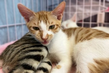 Hücredeki evsiz kedi. Hayvan barınağındaki kedi. Kafesteki üzgün kedi. Evlat edinilmeyi bekliyor
