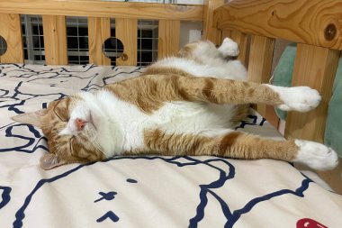 Güzel kızıl saçlı bir kedi yatakta etkileyici bir şekilde uyur. Güzel bir kızıl beyaz kedi evde yatakta uzanıyor ve dinleniyor. Komik kedi portresi 