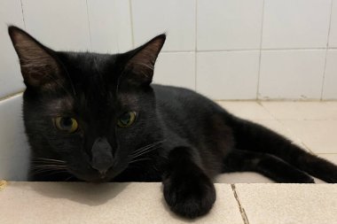 Siyah tombul kedi portresi mermer zemine uzanmış, evin önünde, sarı gözlerle etrafa bakıyor..