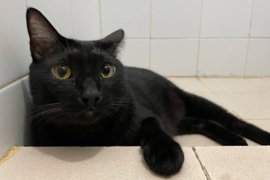 Siyah tombul kedi portresi mermer zemine uzanmış, evin önünde, sarı gözlerle etrafa bakıyor..