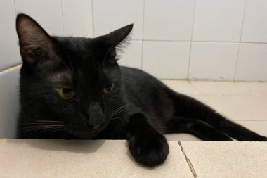 Siyah tombul kedi portresi mermer zemine uzanmış, evin önünde, sarı gözlerle etrafa bakıyor..